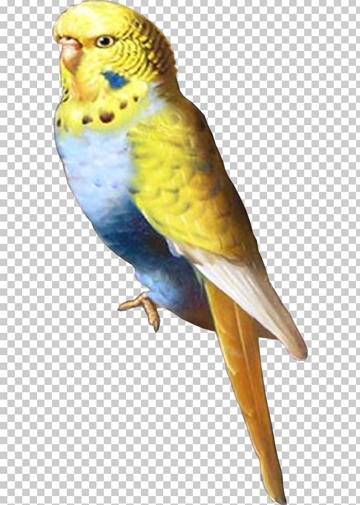 Budgerigar Lovebird Parakeet Parrot PNG, Clipart, Animal, Animals, Beak, Bird, Blog Free PNG Download