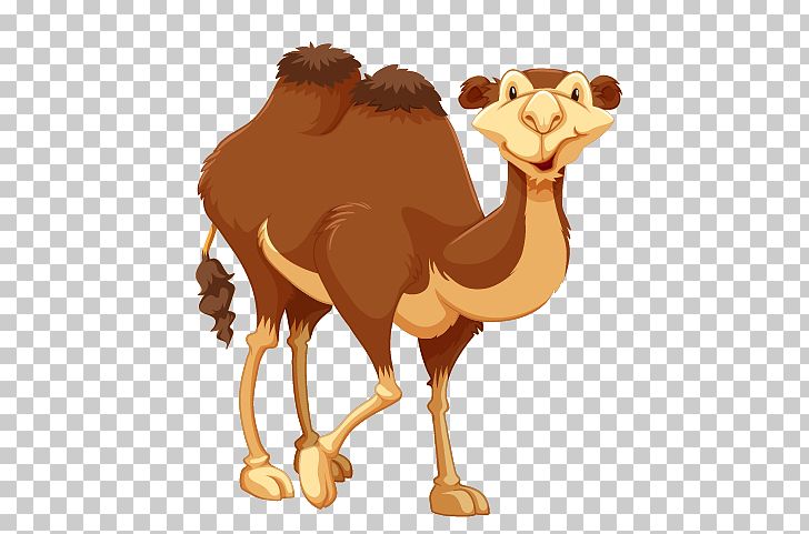 Camel PNG, Clipart, Animals, Arabian Camel, Brown, Camel Like Mammal, Camel Logo Free PNG Download