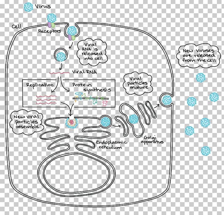 Cell Cycle Mitosis Lytic Cycle Biology PNG, Clipart, Area, Biological Life Cycle, Biology, Cell, Cell Cycle Free PNG Download