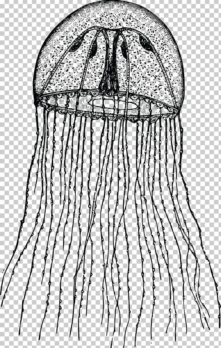 Hydroid PNG, Clipart, Area, Artwork, Black, Black And White, Clothing Free PNG Download