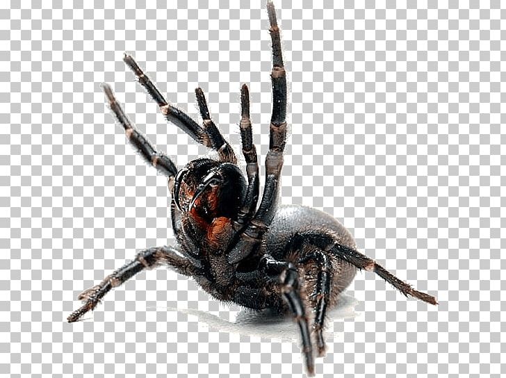 Spider Web Canberra Pest Control PNG, Clipart, Arachnid, Araneus, Arthropod, Black House Spider, Canberra Free PNG Download