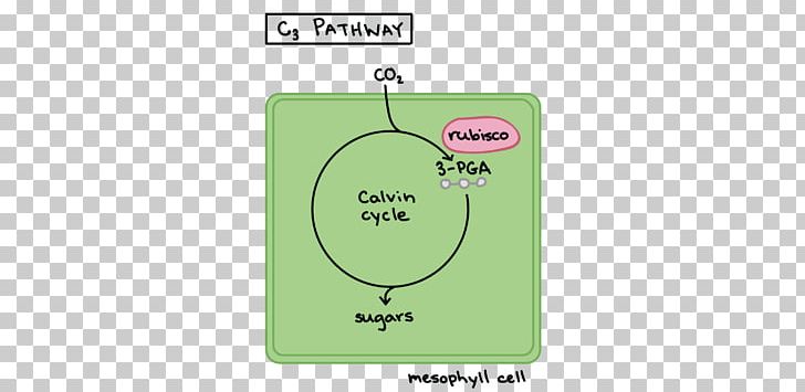 C3 Carbon Fixation Crassulacean Acid Metabolism C4 Carbon Fixation Photorespiration PNG, Clipart, Angle, Area, Brand, C3 Carbon Fixation, C4 Carbon Fixation Free PNG Download