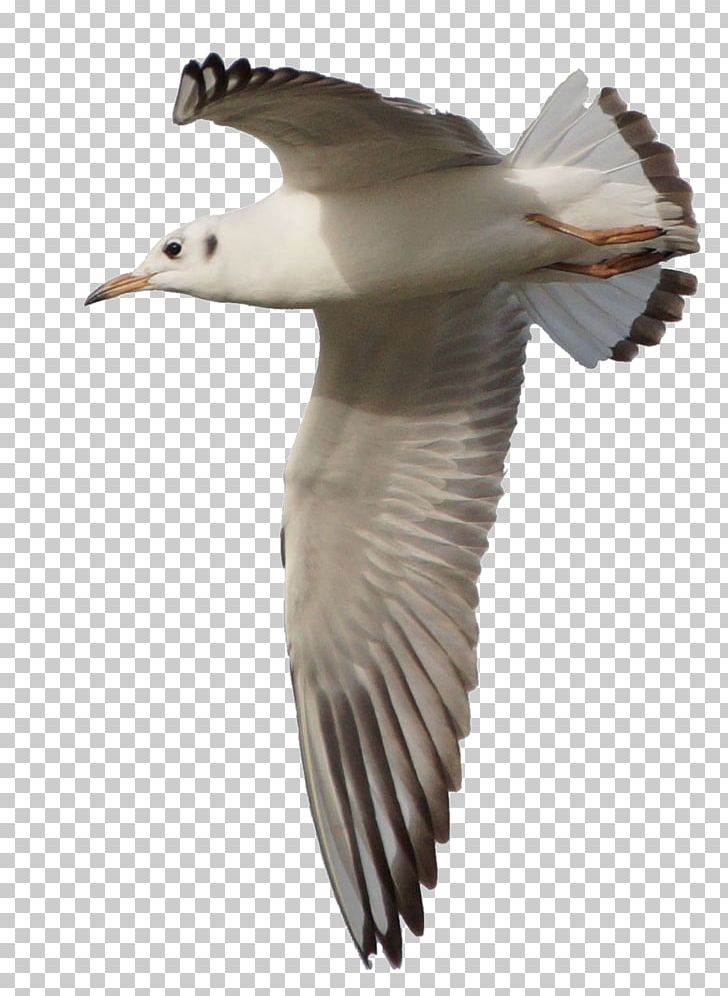 Gulls European Herring Gull Great Black-backed Gull Bird PNG, Clipart, American Herring Gull, Animal, Animals, Charadriiformes, Clear Cut Pictures Free PNG Download