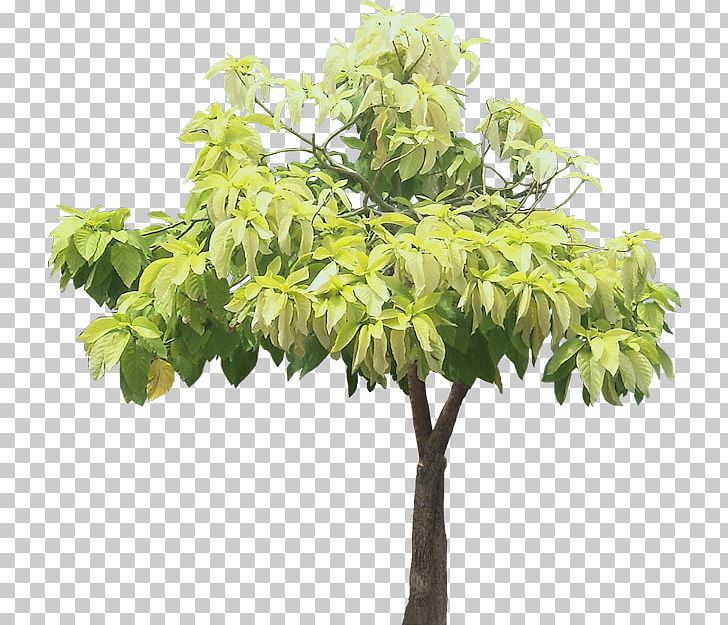 Pisonia Grandis Tree Pisonia Alba Ornamental Plant PNG, Clipart, Alba, Art Diary, Branch, Flowerpot, Houseplant Free PNG Download