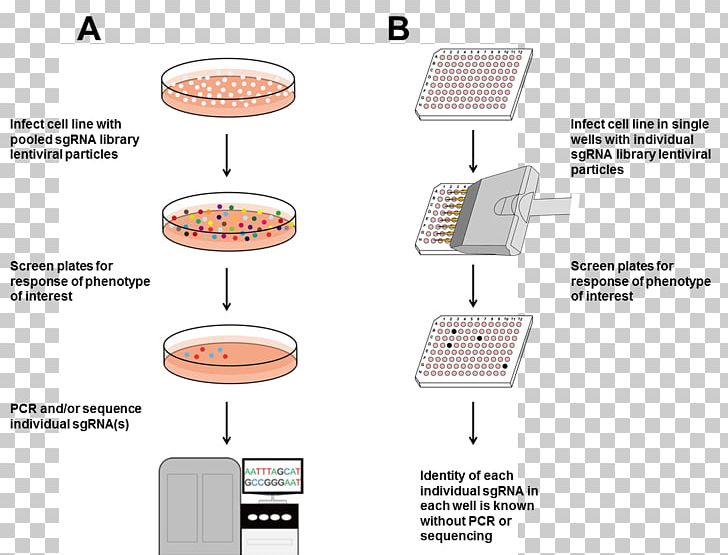 CRISPR Cas9 Gene Knockout Genome Genomic Library PNG, Clipart, Angle, Biology, Cas9, Cell, Cell Culture Free PNG Download