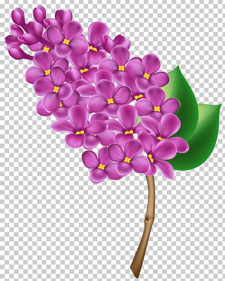 Lilac Flower PNG, Clipart, Blog, Blossom, Branch, Cut Flowers, Download Free PNG Download