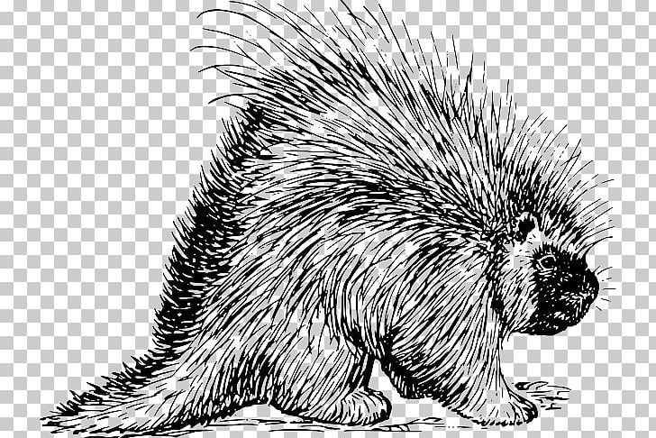 Pig Dog Porcupine Animal PNG, Clipart, Animal, Animal Track, Beaver, Black And White, Blank Bottled Drinking Water Free PNG Download