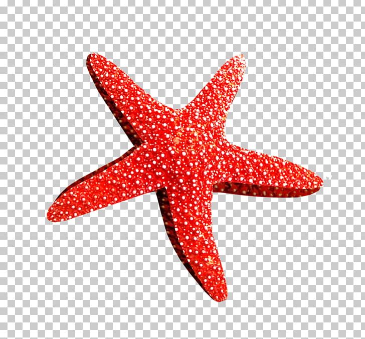 Starfish Desktop Brittle Star PNG, Clipart, Animals, Basket Star, Brittle Star, Computer Icons, Cute Orange Free PNG Download