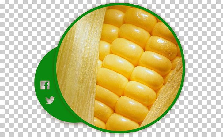 Corn On The Cob Maize Sweet Corn Cereal Corn Kernel PNG, Clipart, Aztec, Aztec Empire, Cereal, Commodity, Corn Kernel Free PNG Download
