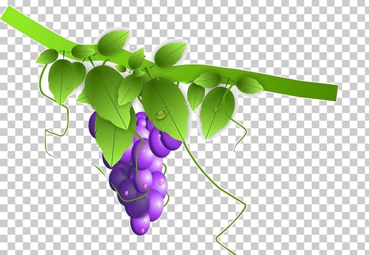 Grapevines PNG, Clipart, Branch, Colour, Computer Wallpaper, Decorate, Designer Free PNG Download