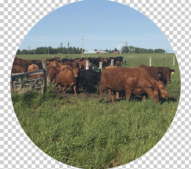 Northern Ontario Kapuskasing Meats Cattle Poultry PNG, Clipart, Beef, Cattle, Cattle Like Mammal, Cow Goat Family, Farm Free PNG Download