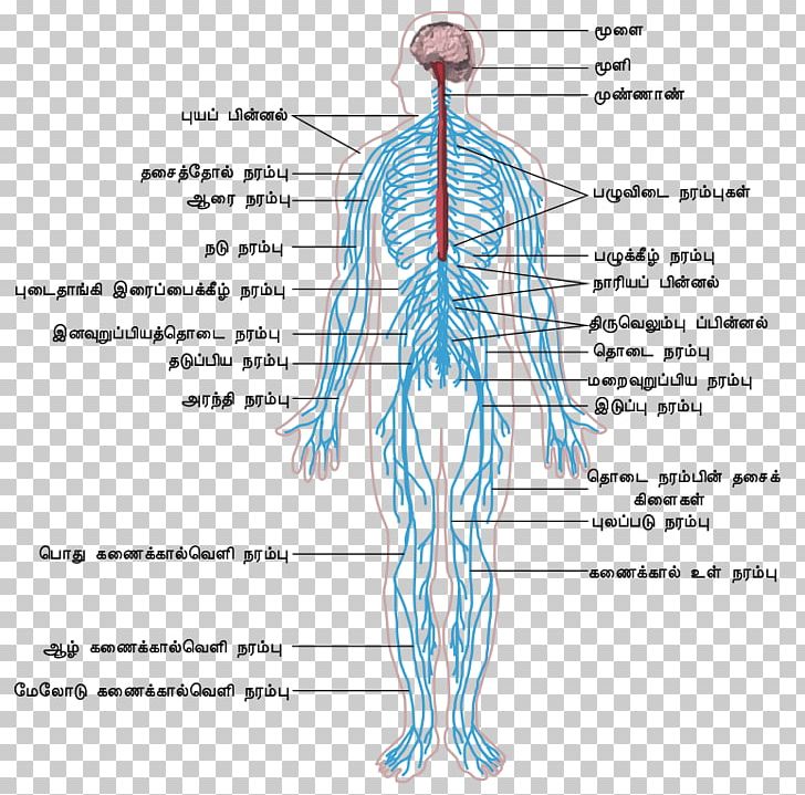 Peripheral Nervous System Central Nervous System Human Body Outline Of The Human Nervous System PNG, Clipart, Abdomen, Anatomy, Angle, Arm, Central Nervous System Free PNG Download