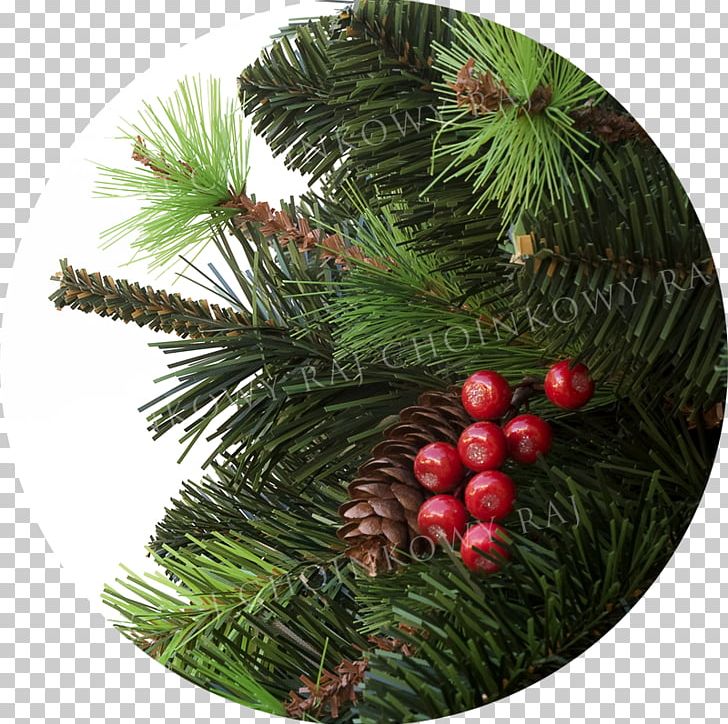 Pine Christmas Ornament Spruce Fir PNG, Clipart, Christmas, Christmas Decoration, Christmas Ornament, Conifer, Evergreen Free PNG Download