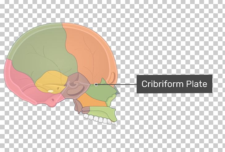 Cribriform Plate Ethmoid Bone Olfactory Nerve Ethmoid Sinus Skull PNG, Clipart, Anatomy, Bone, Cranial Nerves, Ear, Ethmoid Bone Free PNG Download