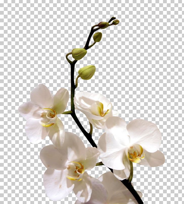 Flower Orchids Desktop PNG, Clipart, Alhirakee Businessmen Services, Blossom, Branch, Cherry Blossom, Color Free PNG Download