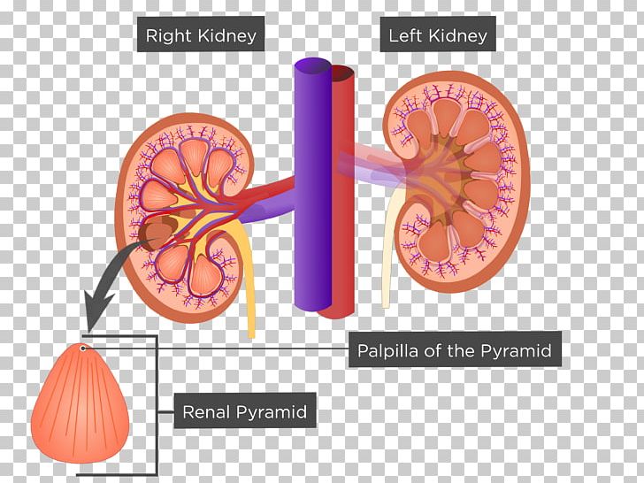 Kidney Renal Sinus Renal Pyramids Anatomy Excretory System PNG, Clipart, Anatomy, Excretory System, Human Anatomy, Human Body, Kidney Free PNG Download