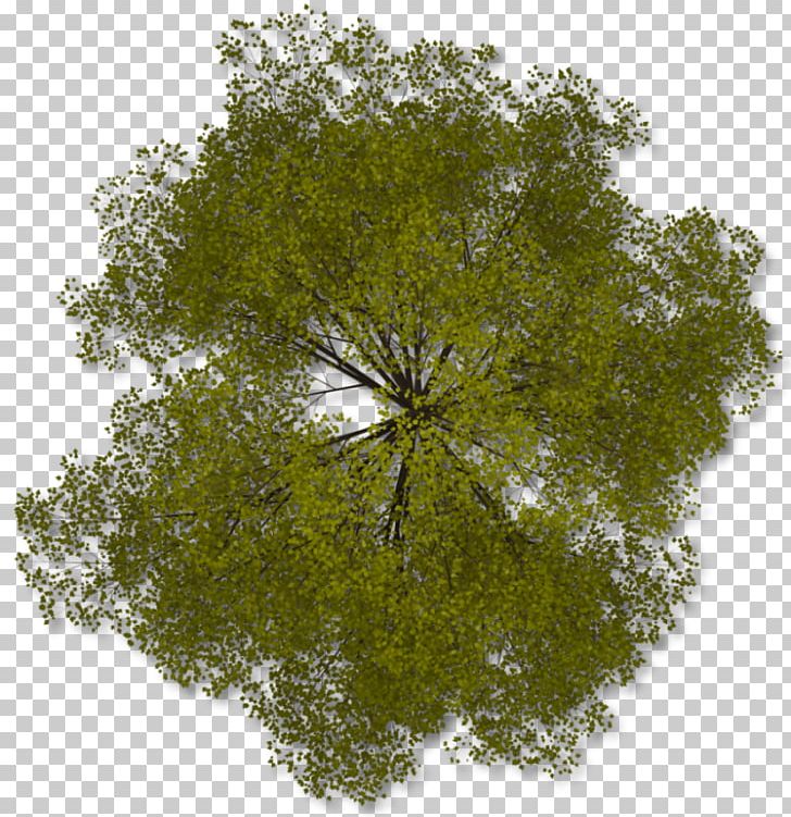 Tree PNG, Clipart, Branch, Clipart, Clip Art, Download, Grass Free PNG Download
