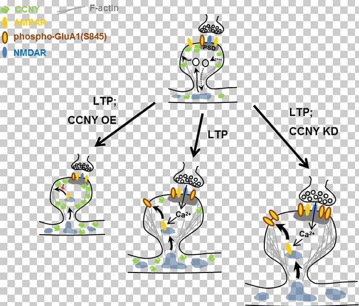 AMPA Receptor Long-term Potentiation GRIA1 PNG, Clipart, Ampa, Ampa Receptor, Area, Art, Beak Free PNG Download