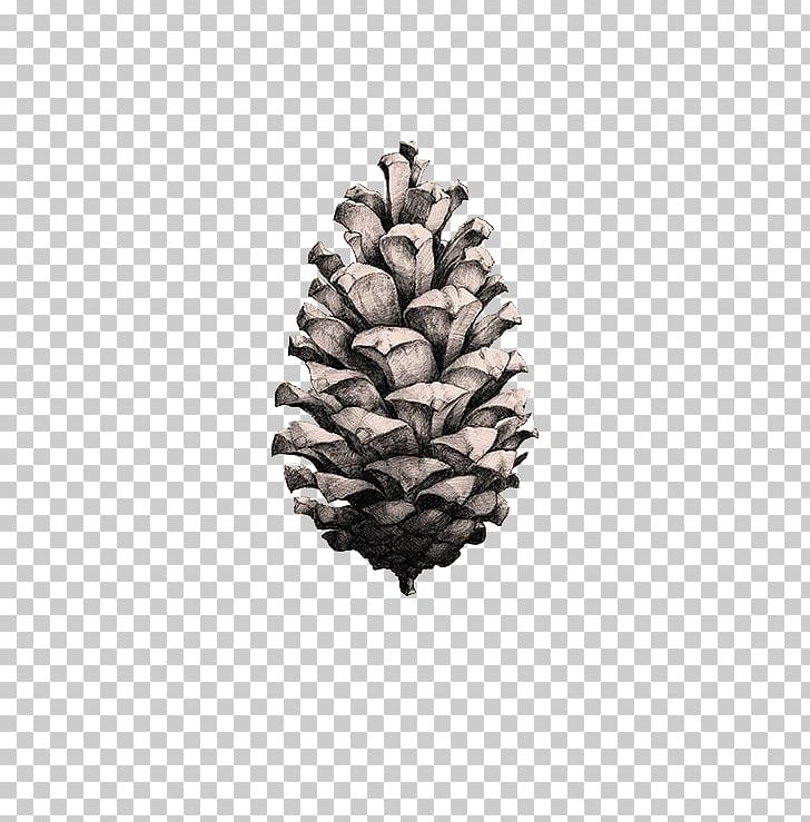 Coulter Pine Pinus Taeda Poster Conifer Cone Paper Collective PNG, Clipart, Cone, Cones, Drawing, Echinacea, Fruit Free PNG Download