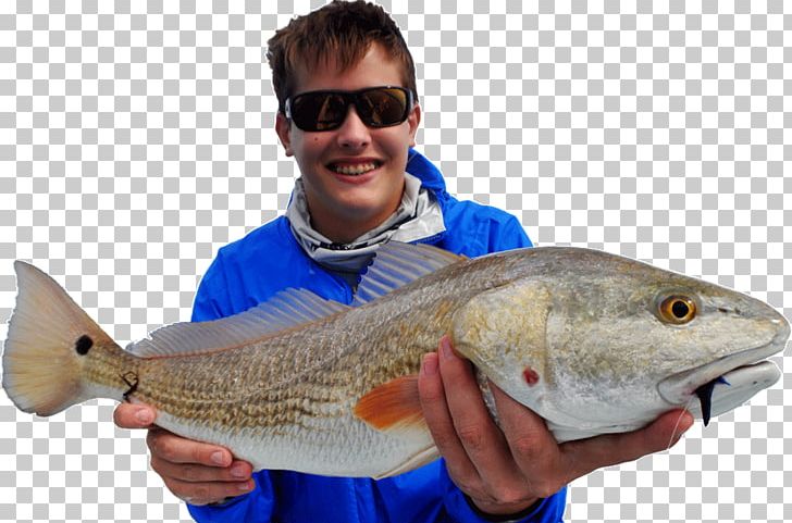 Mosquito Lagoon New Smyrna Beach Fly Fishing Red Drum PNG, Clipart, Barramundi, Bass, Cod, Fish, Fishing Free PNG Download