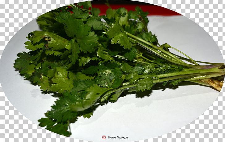 Vegetarian Cuisine Leaf Vegetable Broccoli Rapini PNG, Clipart, Broccoli, Coriander, Dish, Food, Food Drinks Free PNG Download