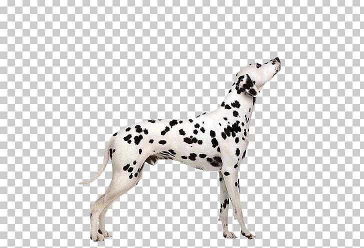 Dalmatian Dog Puppy Pointer Cat Welsh Terrier PNG, Clipart, Airedale Terrier, American Cocker Spaniel, Animals, Breed, Carnivoran Free PNG Download