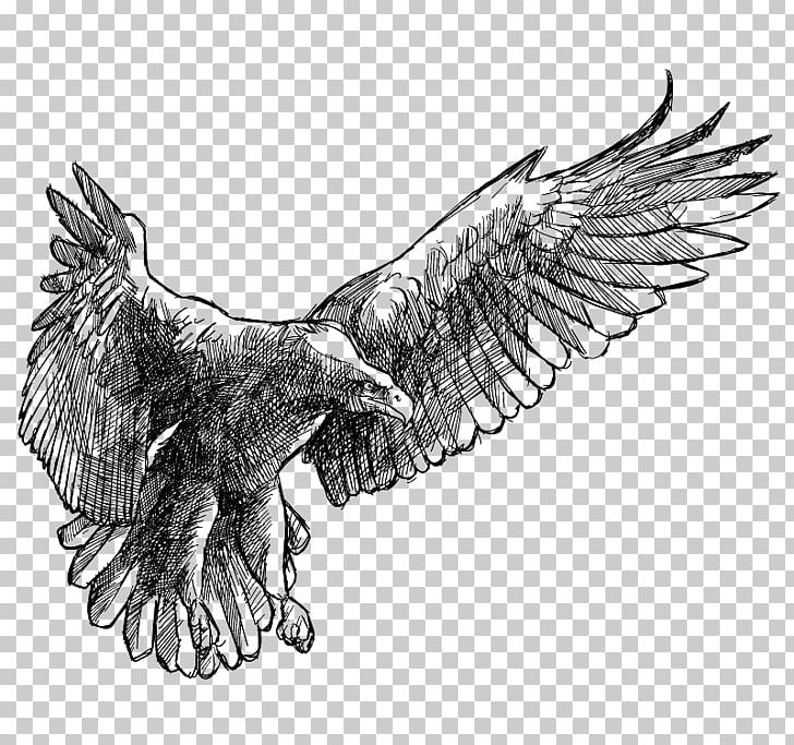 Drawing Eagle PNG, Clipart, Angels Wings, Angel Wing, Angel Wings, Art, Bald Eagle Free PNG Download