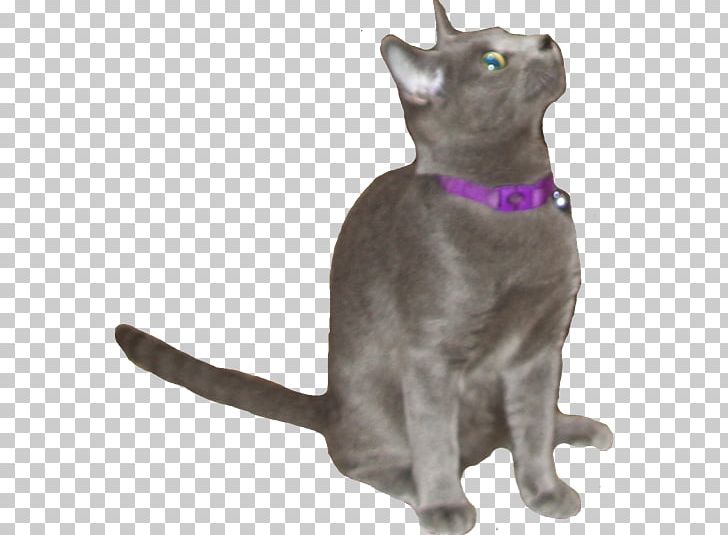 Korat Russian Blue Chartreux Havana Brown Domestic Short-haired Cat PNG, Clipart, Asia, Asian, Black Cat, Breed, Burmese Free PNG Download