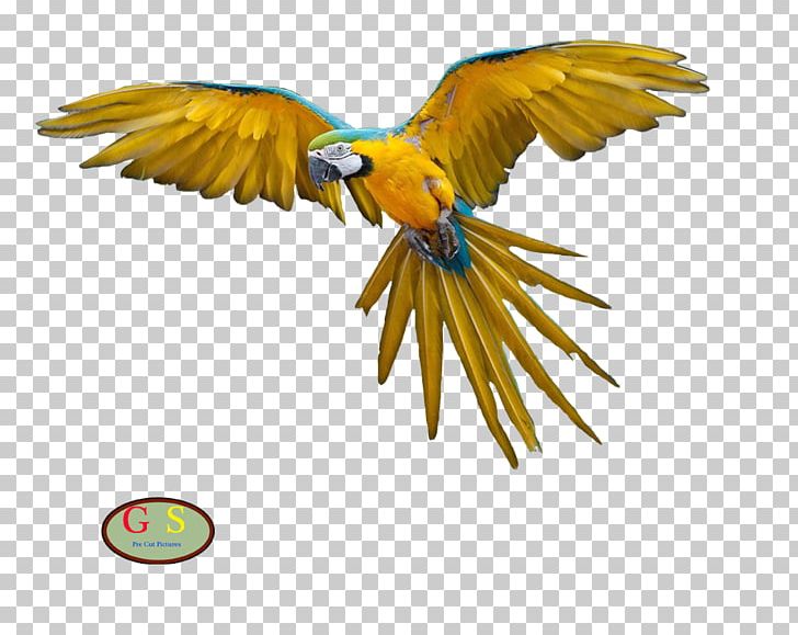Parrot Bird Macaw Domestic Pigeon Flight PNG, Clipart, Animals, Beak, Bird, Bird Flight, Blueandyellow Macaw Free PNG Download