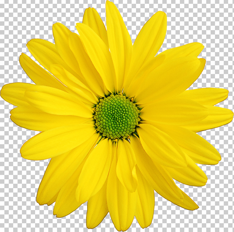 Sunflower PNG, Clipart, African Daisy, Annual Plant, Asterales, Barberton Daisy, Chrysanthemum Coronarium Free PNG Download