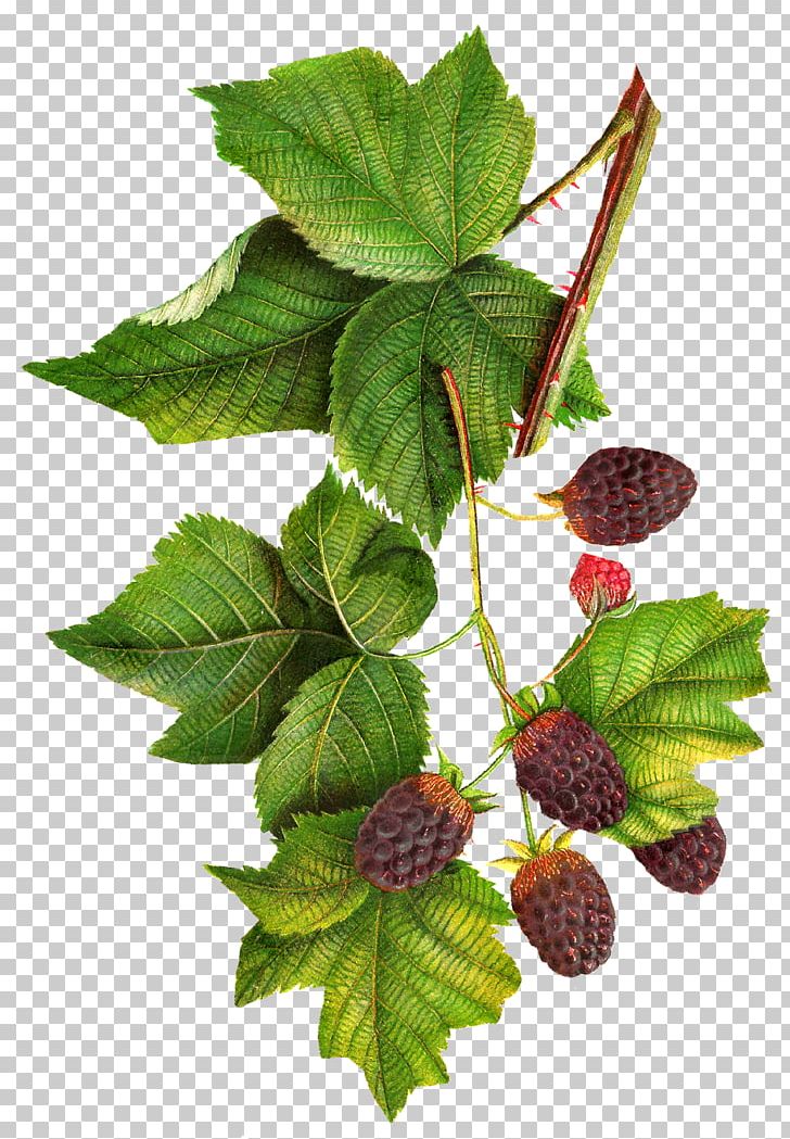 BlackBerry PNG, Clipart, Art, Berry, Blackberry, Botanical, Boysenberry Free PNG Download