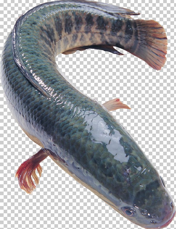 Northern Snakehead Blotched Snakehead Fish Food Flathead Grey Mullet PNG, Clipart, Animals, Aquaculture, Blotched Snakehead, Channa, Daggertooth Pike Conger Free PNG Download