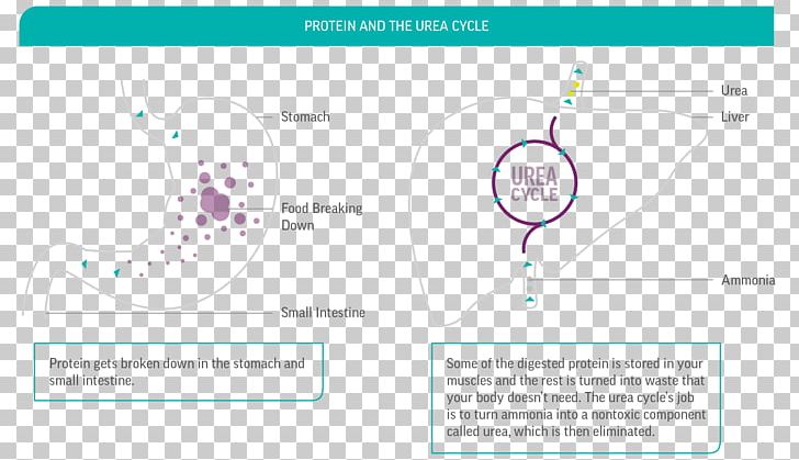 Urea Cycle Citrulline Human Body Ammonia PNG, Clipart, Ammonia, Ammonia Fountain, Ammonium, Ammonium Sulfate, Angle Free PNG Download