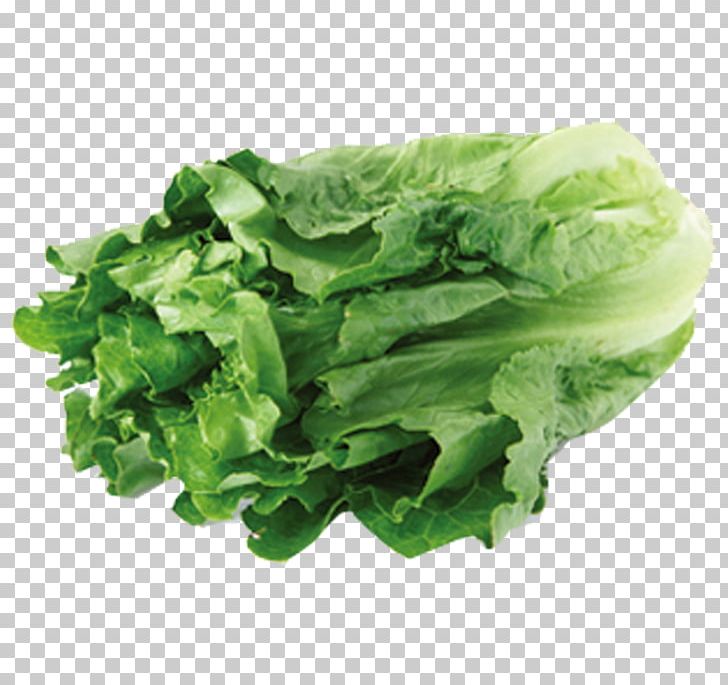 Leaf Vegetable Lettuce Food Nutrition PNG, Clipart, Aquatica, Background Green, Bladzijde, Cabbage, Chinese Free PNG Download