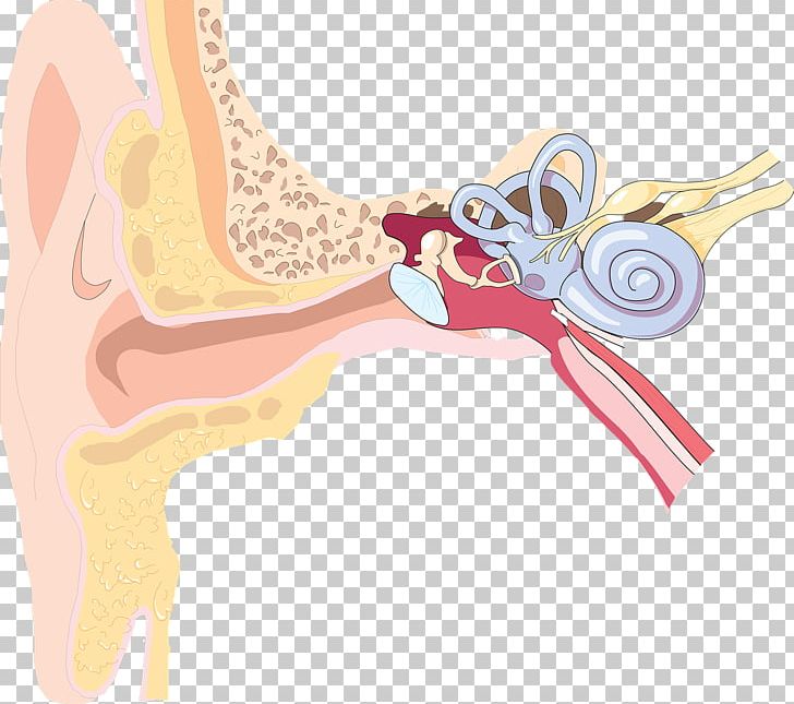 Outer Ear Inner Ear Hearing Loss Anatomy PNG, Clipart, Anime, Arm, Art, Audiology, Auditory System Free PNG Download