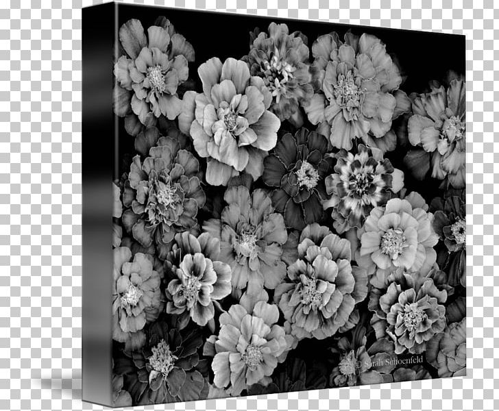 Stock Photography White Subshrub PNG, Clipart, Black, Black And White, Black M, Blossom, Flora Free PNG Download