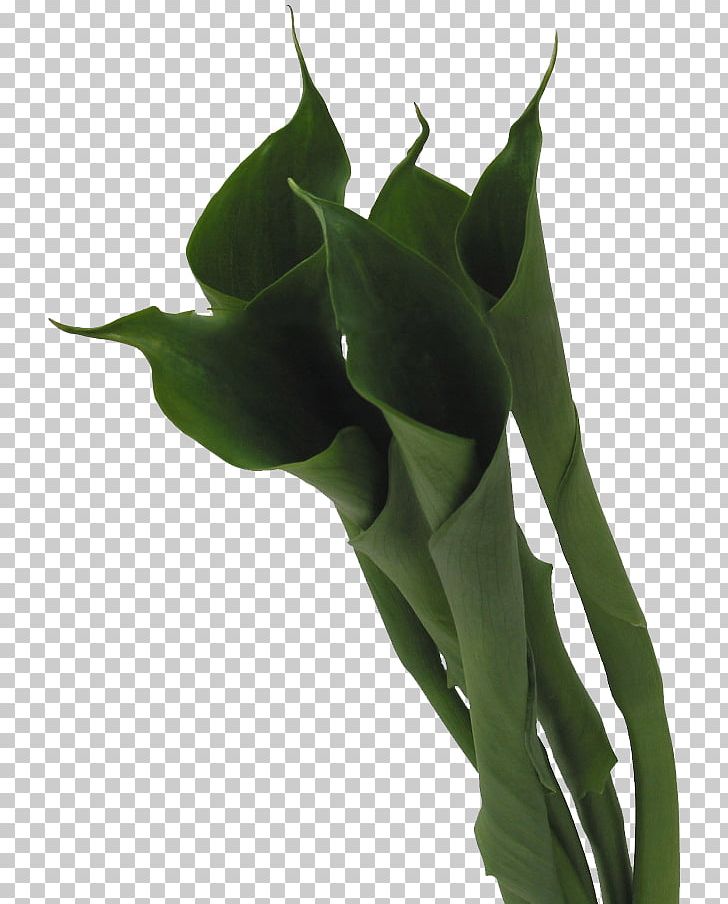 Arum-lily Flower Plant Stem PNG, Clipart, Arum Lilies, Arumlily, Bog Arum, Calla, Calla Lily Free PNG Download