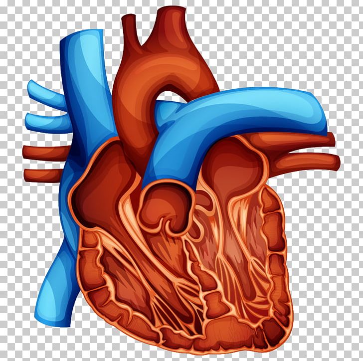 Heart Stock Photography Illustration PNG, Clipart, Anatomy, Broken Heart, Cartoon, Cartoon Heart, Depositphotos Free PNG Download