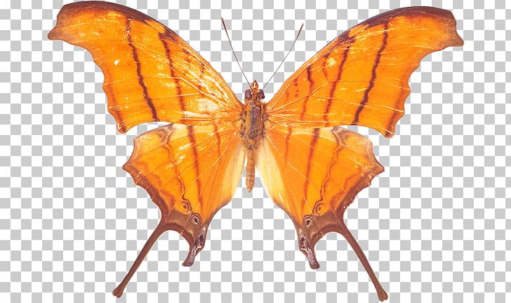 Monarch Butterfly Pieridae Gossamer-winged Butterflies Rethinking Madness PNG, Clipart, Arthropod, Bombycidae, Brush Footed Butterfly, Butterfly, Desktop Wallpaper Free PNG Download