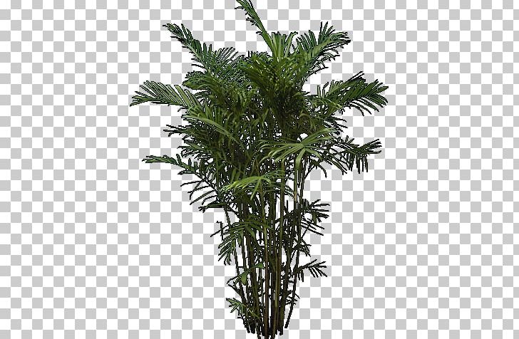 Tree Architecture Arecaceae PNG, Clipart, Architectural Rendering, Architecture, Arecaceae, Arecales, Asian Palmyra Palm Free PNG Download