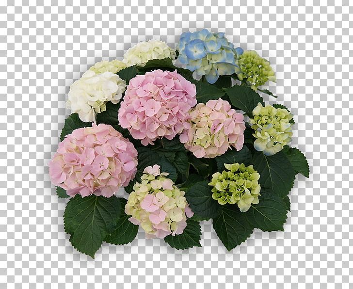 French Hydrangea Panicled Hydrangea Cut Flowers Plant PNG, Clipart, Annual Plant, Blue, Color, Cornales, Cut Flowers Free PNG Download