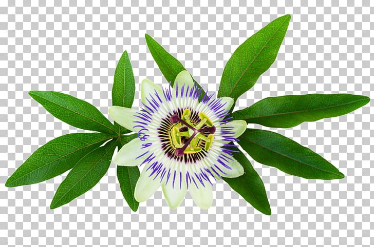 Purple Passionflower Passiflora Caerulea Stock Photography PNG, Clipart, Color, Flora, Flower, Flowering Plant, Food Drinks Free PNG Download