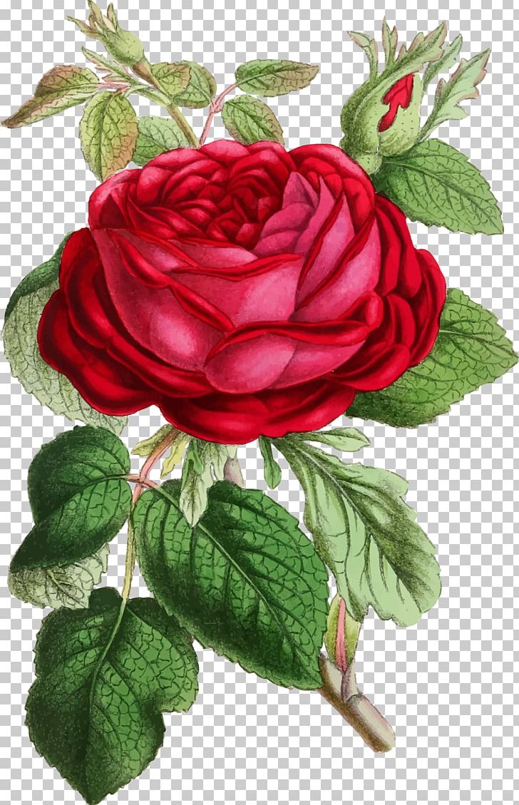 Rosa Gallica Botanical Illustration Flower PNG, Clipart, Art, Botanical Illustration, Cut Flowers, Drawing, Flower Free PNG Download