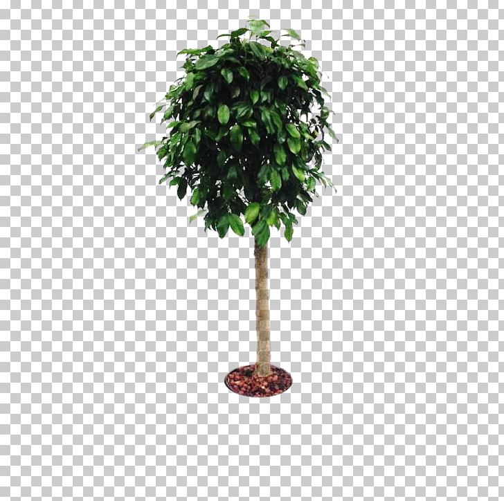 Branch Tree Cheesewood Flowerpot Houseplant PNG, Clipart, Branch, Branching, Cheesewood, Evergreen, Flowerpot Free PNG Download