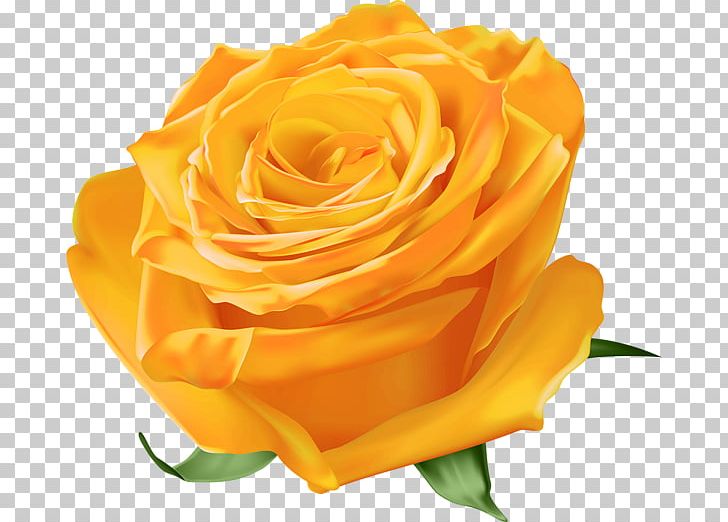 Desktop Blue Rose PNG, Clipart, Austrian Briar, Blue, Blue Rose, Cut Flowers, Desktop Wallpaper Free PNG Download