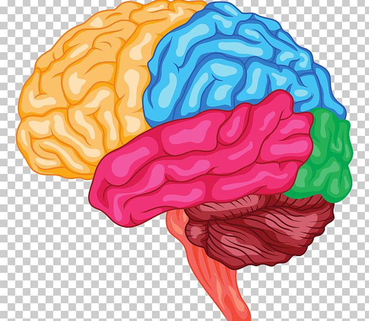 Human Brain Anatomy Brainstem Cerebrum PNG, Clipart, Anatomy, Brain, Brainstem, Brain Tumor, Cerebellum Free PNG Download