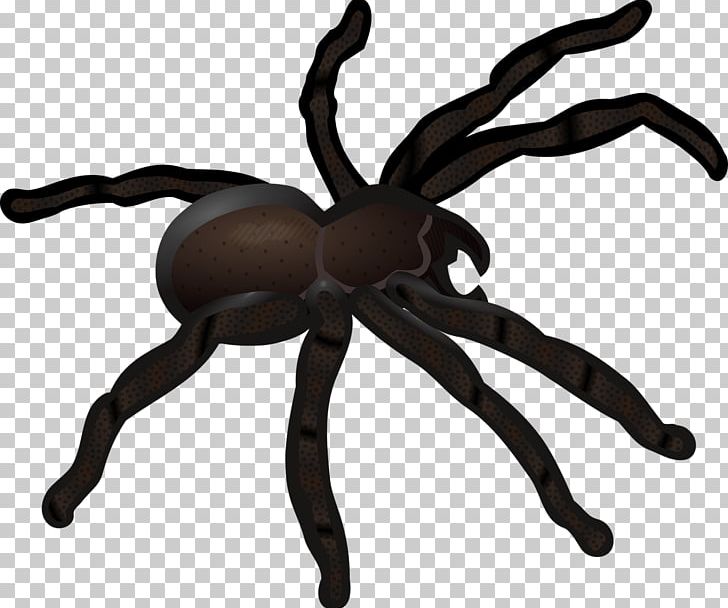 Redback Spider Spider Web PNG, Clipart, Animal, Arachnid, Arthropod, Cartoon Spider Web, Cobweb Free PNG Download