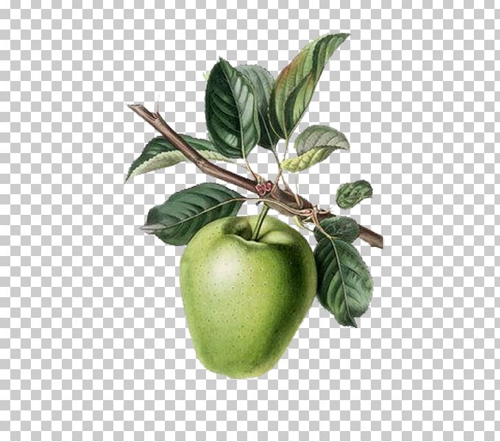 Apple Fruit Tree Painting Rootstock Berry PNG, Clipart, Apple, Botany, Break, Break Down, Down Free PNG Download