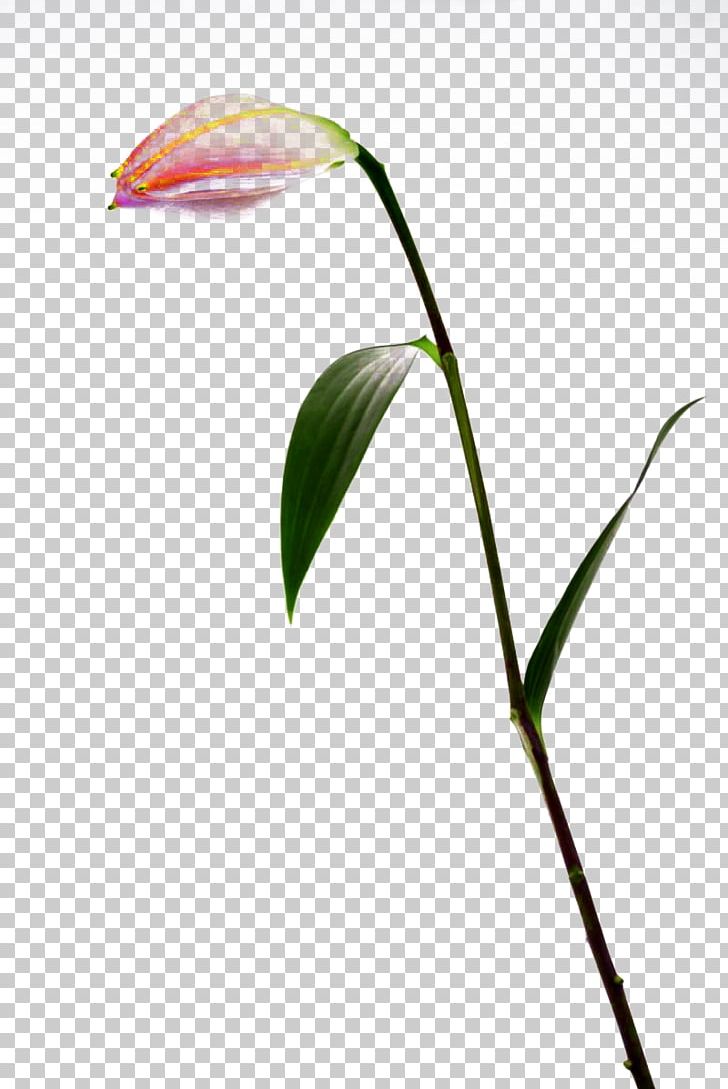 Bud Lilium Flower PNG, Clipart, Background White, Black White, Branch, Bud, Classic Free PNG Download