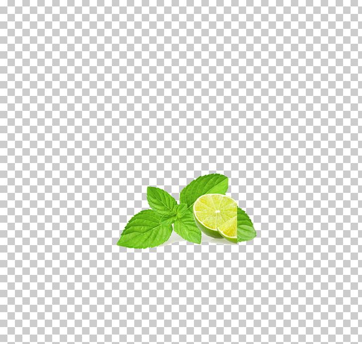 Leaf PNG, Clipart, Clip Art, Copyright, Download, Green, Highdefinition Television Free PNG Download